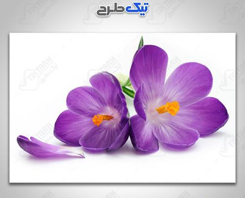 عکس دانلود وکتور گل زعفران
