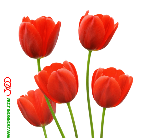 عکس دانلود وکتور گل لاله