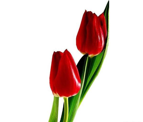 عکس دانلود وکتور گل لاله