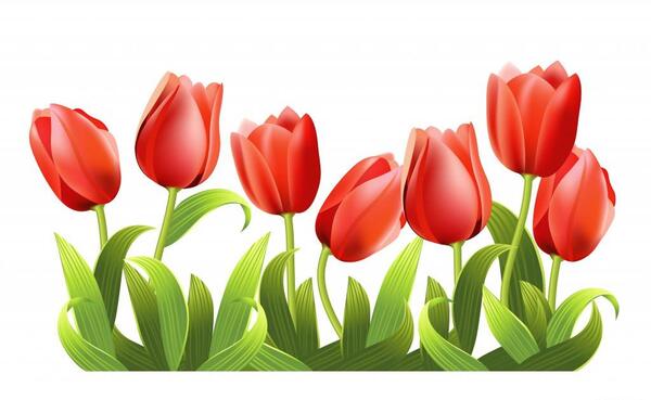 عکس دانلود وکتور گل لاله