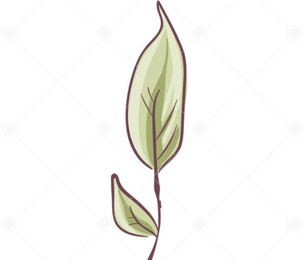 عکس دانلود وکتور برگ برای فتوشاپ