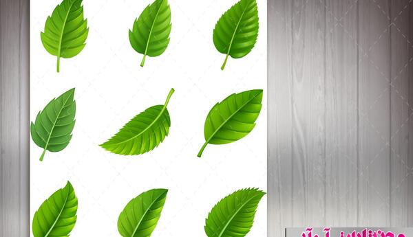 عکس دانلود وکتور برگ برای فتوشاپ