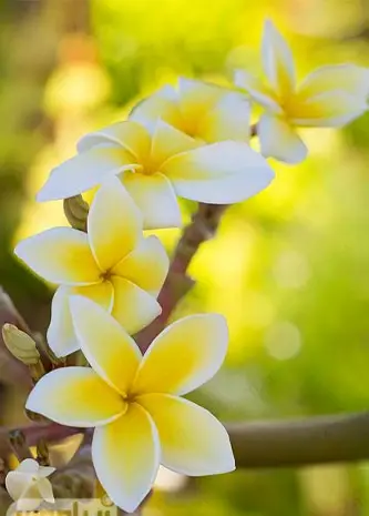 عکس زیبای تصویر زمینه