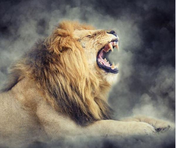 عکس پروفایل پرسپولیس شیر