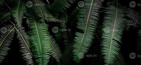 عکس پس زمینه سبز تیره