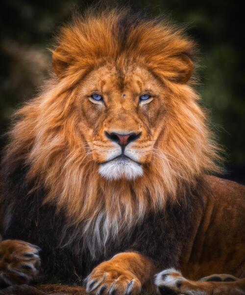 عکس پس زمینه شیر سفید