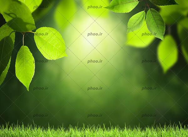 پس زمینه طبیعی برای عکس