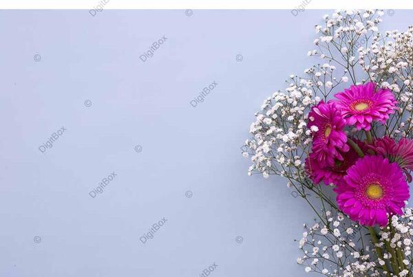 عکس پس زمینه عکس گل