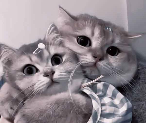 عکس پس زمینه کیوت گربه