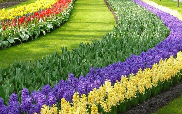 مدل عکس گل های زیبا