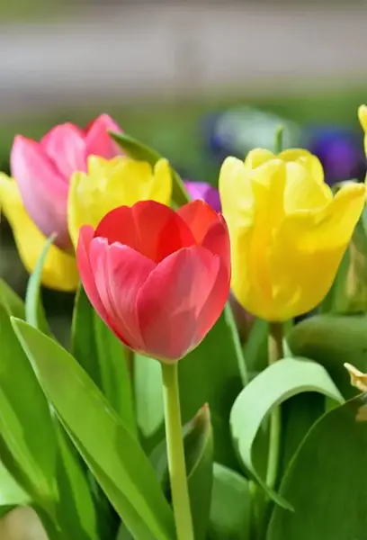 مدل عکس گل های زیبا