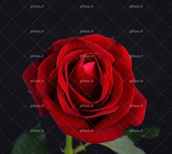 عکس پس زمینه گل رز