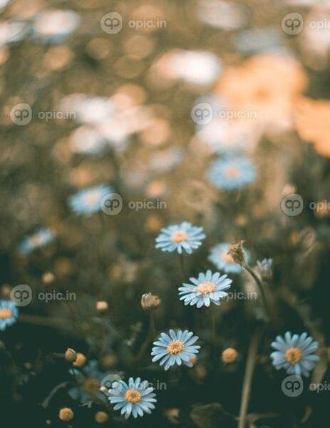 عکس پس زمینه گل بابونه