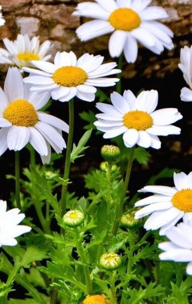 عکس پس زمینه گل بابونه