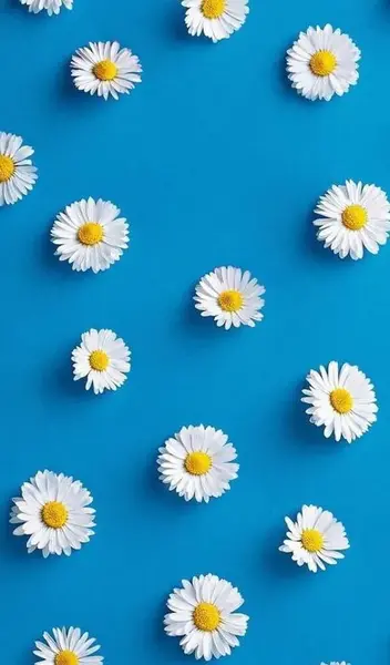 عکس پس زمینه گل بابونه