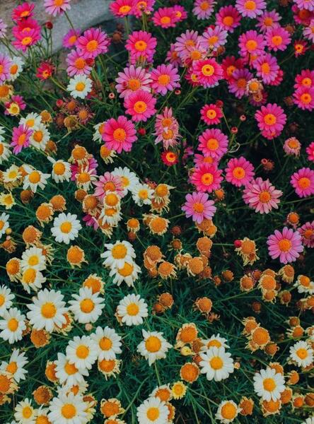 عکس پس زمینه گل بابونه