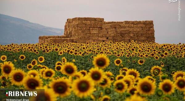 عکس پس زمینه گل آفتابگردان