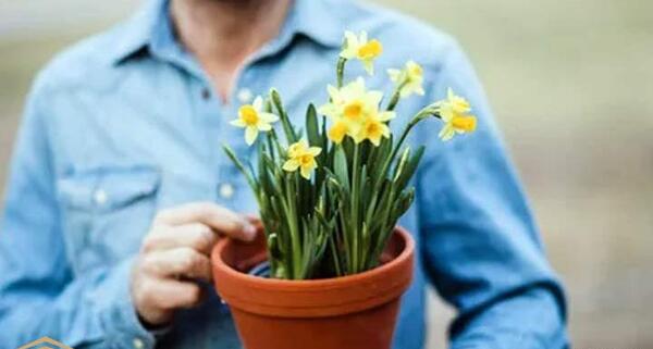 ایده عکس با گل نرگس