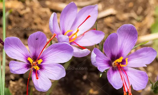 ایده عکس با گل زعفران