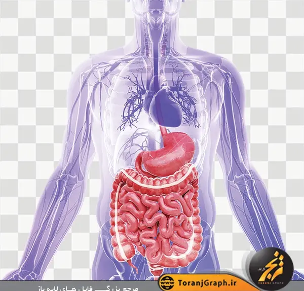 عکس پس زمینه قلب انسان