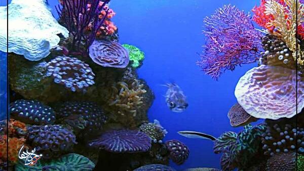 عکس زنده برای پس زمینه