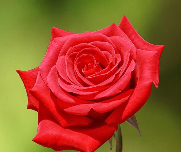 عکس گل خوشگل می خوام