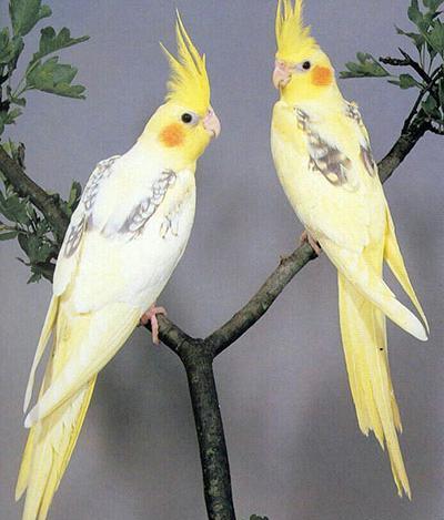 عکس عروس هلندی می خوام