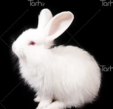 عکس نقاشی خرگوش نشسته