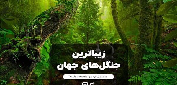 عکس با کیفیت از جنگل