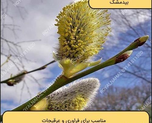 عکس از درخت بیدمشک