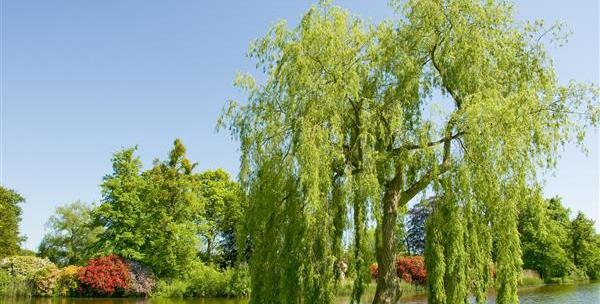 عکس درخت بید مجنون نقاشی