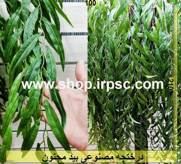 عکس برگ درخت بید مجنون