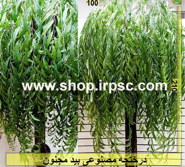 عکس برگ درخت بید مجنون