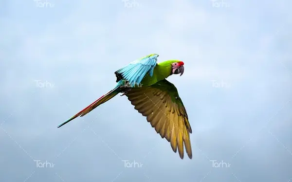 عکس طوطی با کیفیت بالا