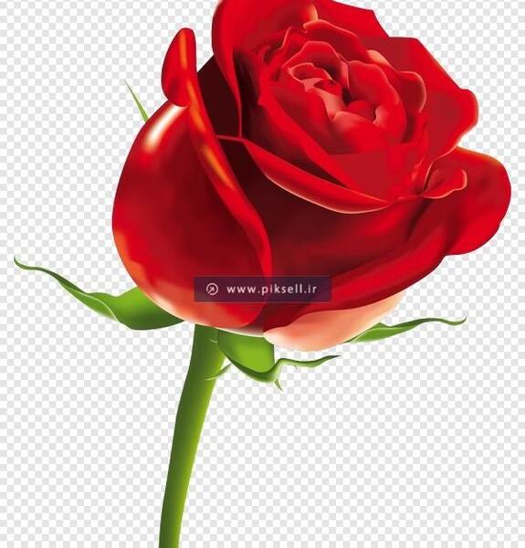 عکس گل رز ایستاده