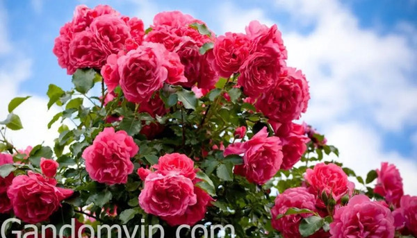 عکس گل رز ایستاده
