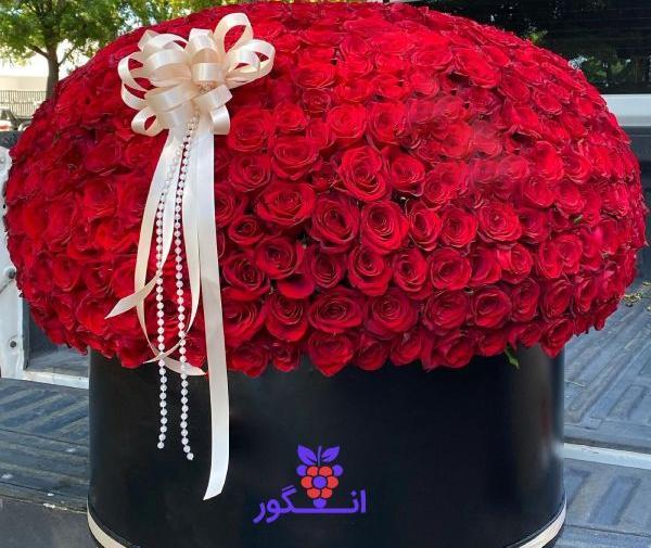 عکس گل رز ایستاده