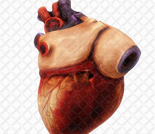 عکس قلب انسان با کیفیت