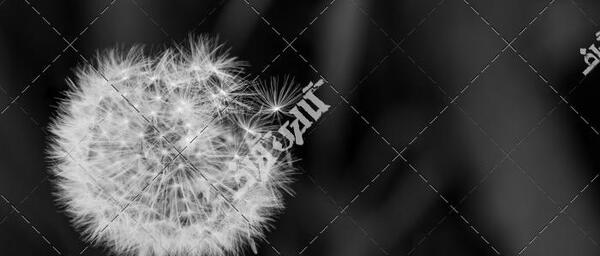 عکس قاصدک با کیفیت بالا