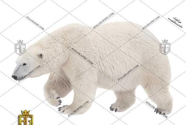 عکس خرس قطبی ایستاده