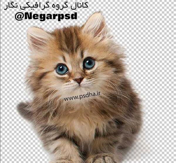 دانلود عکس گربه با کیفیت
