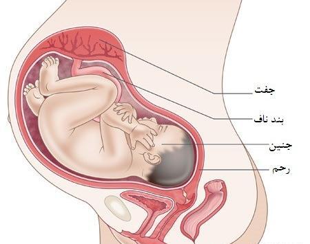 عکس جنین ایستاده در شکم