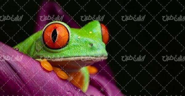 عکس قورباغه با کیفیت