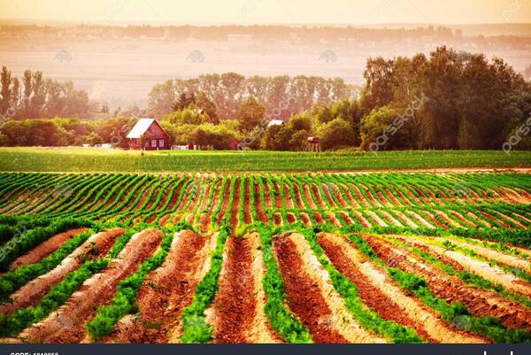 عکس با کیفیت زمین کشاورزی