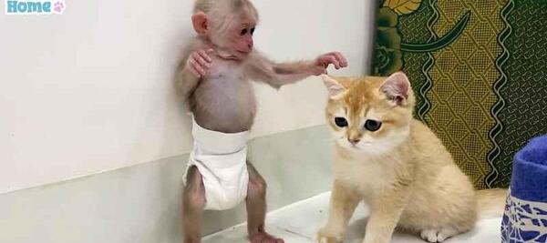بانمک عکس بچه میمون خوشگل