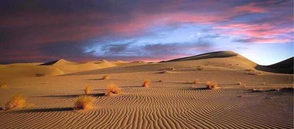 عکس های ارغوان در کویر