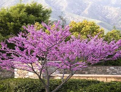 عکس برگ درخت ارغوان
