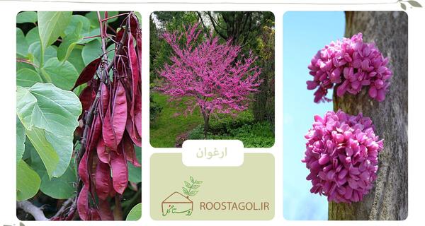 عکس برگ درخت ارغوان