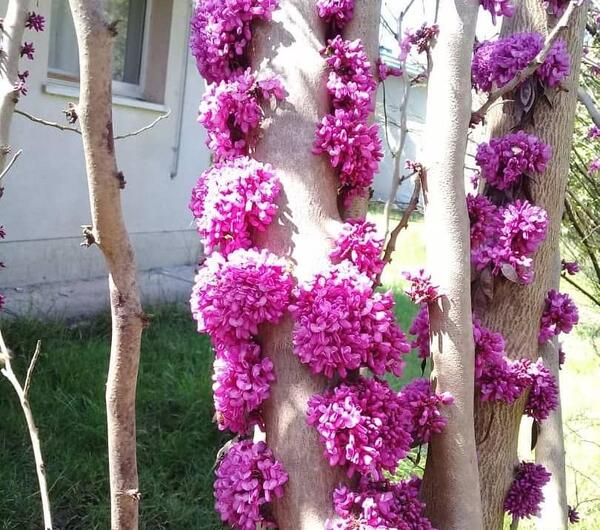 عکس از درخت ارغوان