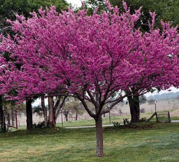 عکس از درخت ارغوان